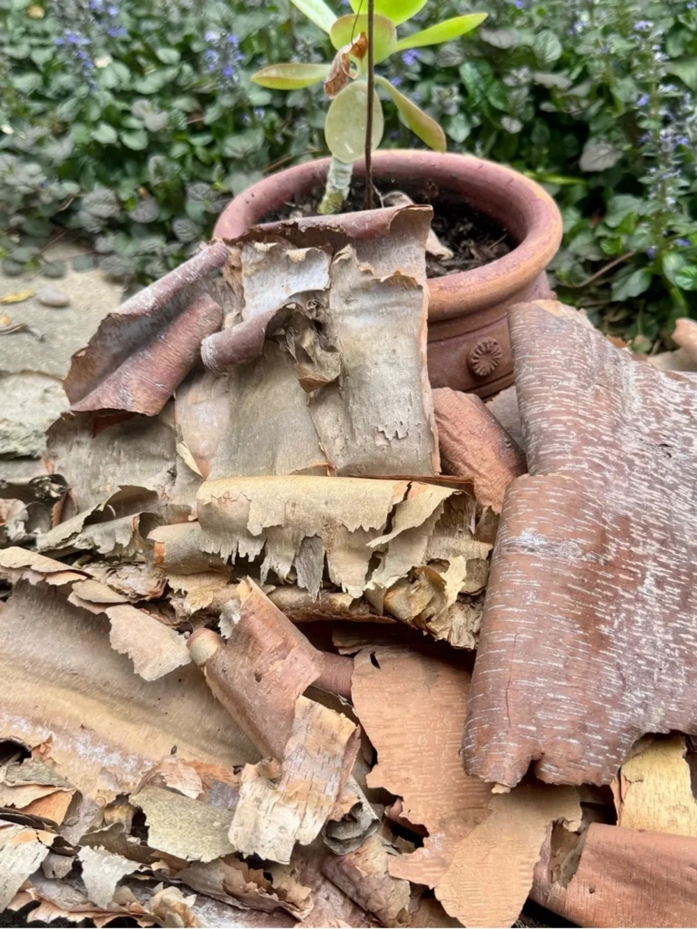 Beautifully Textured Natural River Birch Bark